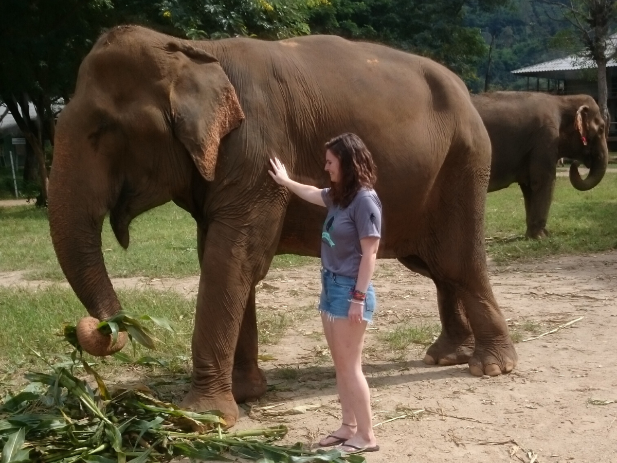 Young woman touching elephant.