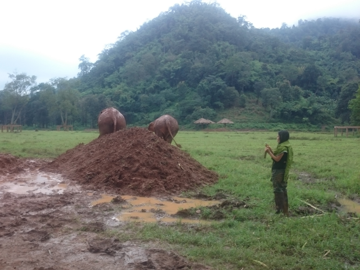 Lek Chailert stood watching elephants in field.