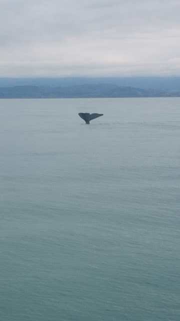 tail-of-diving-whale-in-sea-at-kaikoura-new-zealand