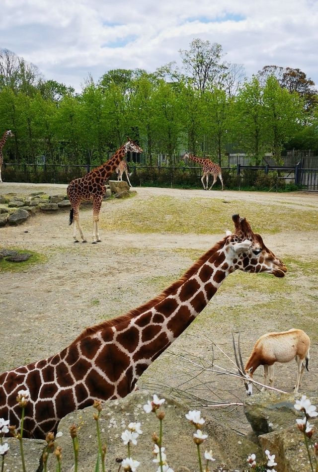 Two giraffes at Dublin Zoo